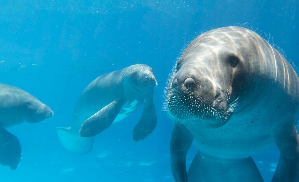 animal, mamífero, mamífero aquático, Mamífero marinho, nadar, água, vaca-marinha, Biologia marinha, subaquático, outdoor, aquário