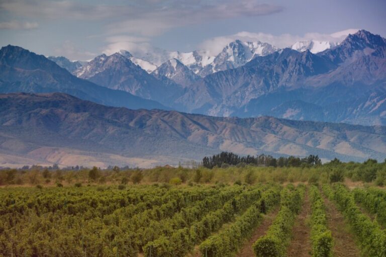 Spa do Vinho em Mendoza! Wyndham aposta em novo hotel de luxo em vinícola