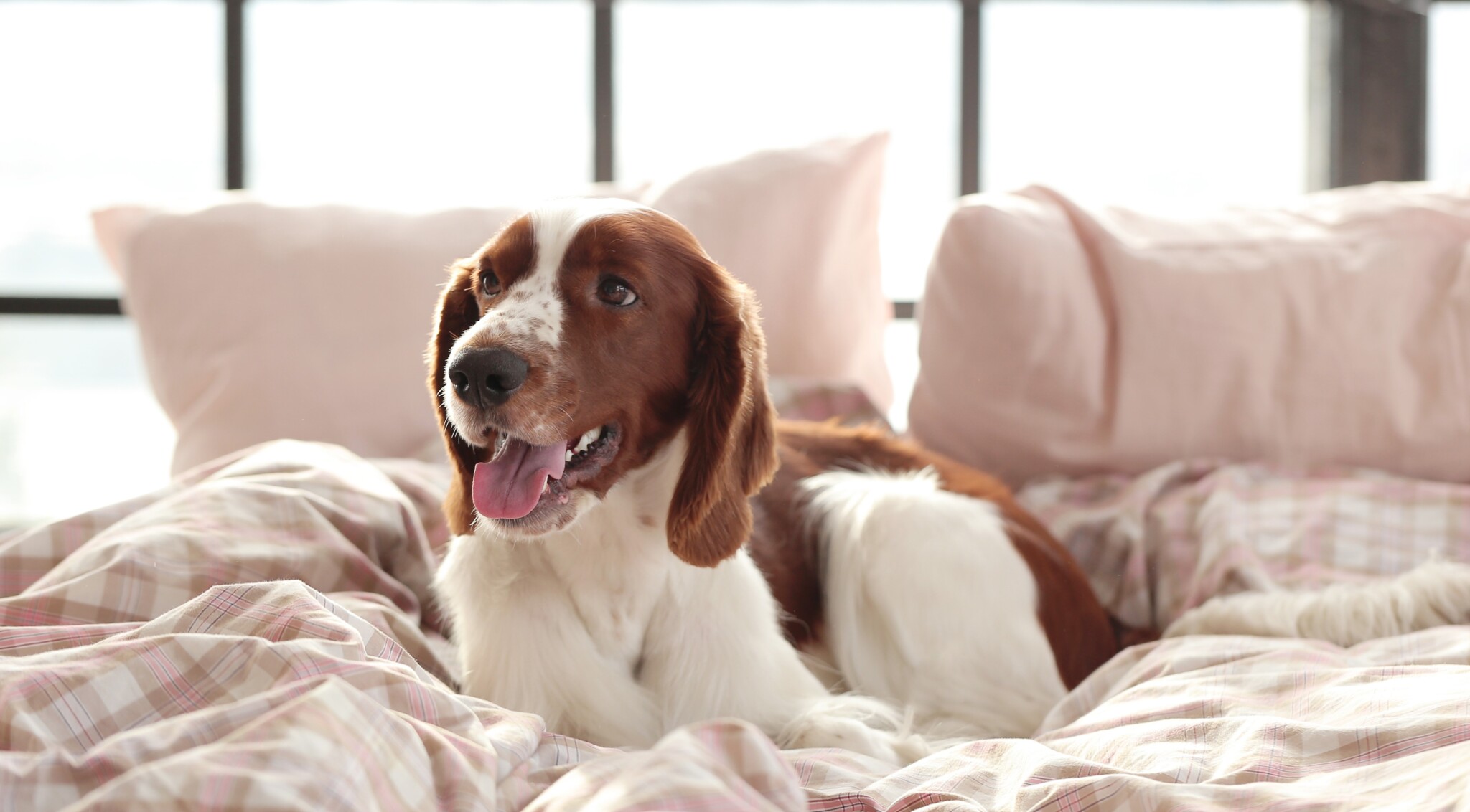 Hotéis pet-friendly em São Paulo com diárias a partir de R$ 179