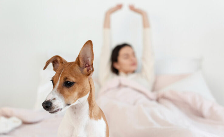 Leve seu pet na viagem! Hotéis pet-friendly em São Paulo a partir de R$ 157