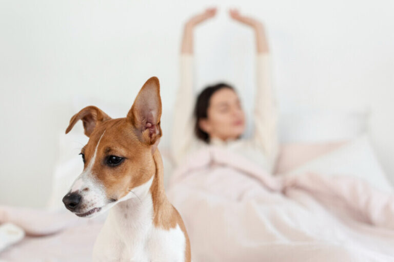 Leve seu pet na viagem! Hotéis pet-friendly em São Paulo a partir de R$ 157