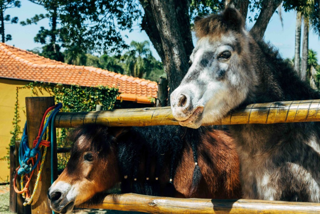 mamífero, animal, outdoor, árvore, cerca, gado, cavalo, crina, mula, zoológico, em pé, de madeira