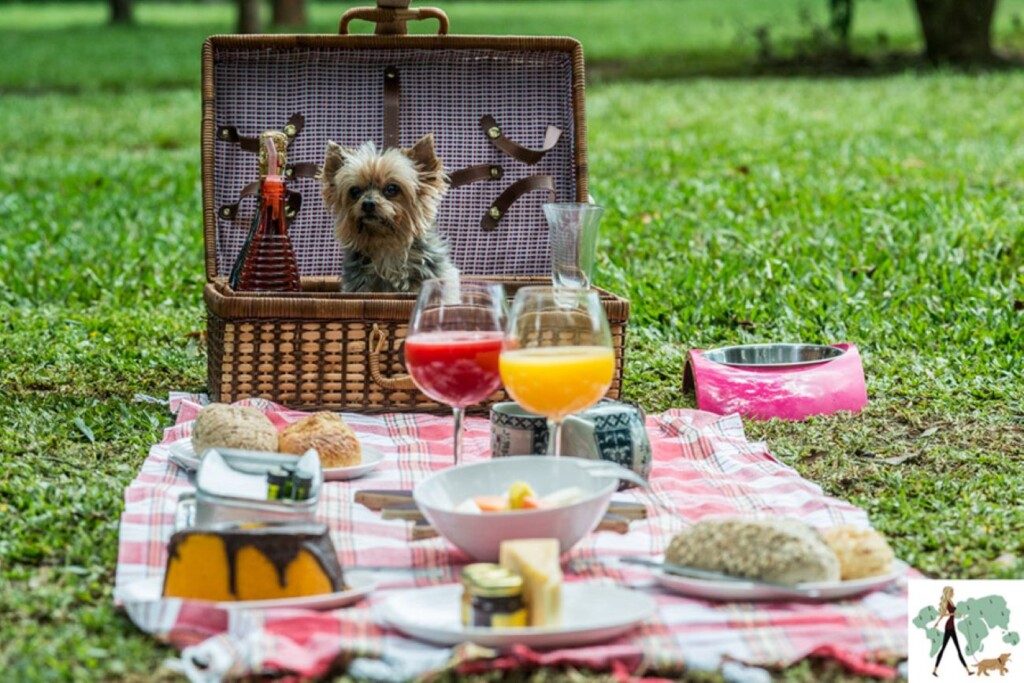 grama, outdoor, bebida, louça, animal, mesa, sentar-se, piquenique, cão, alimento, campo, verão