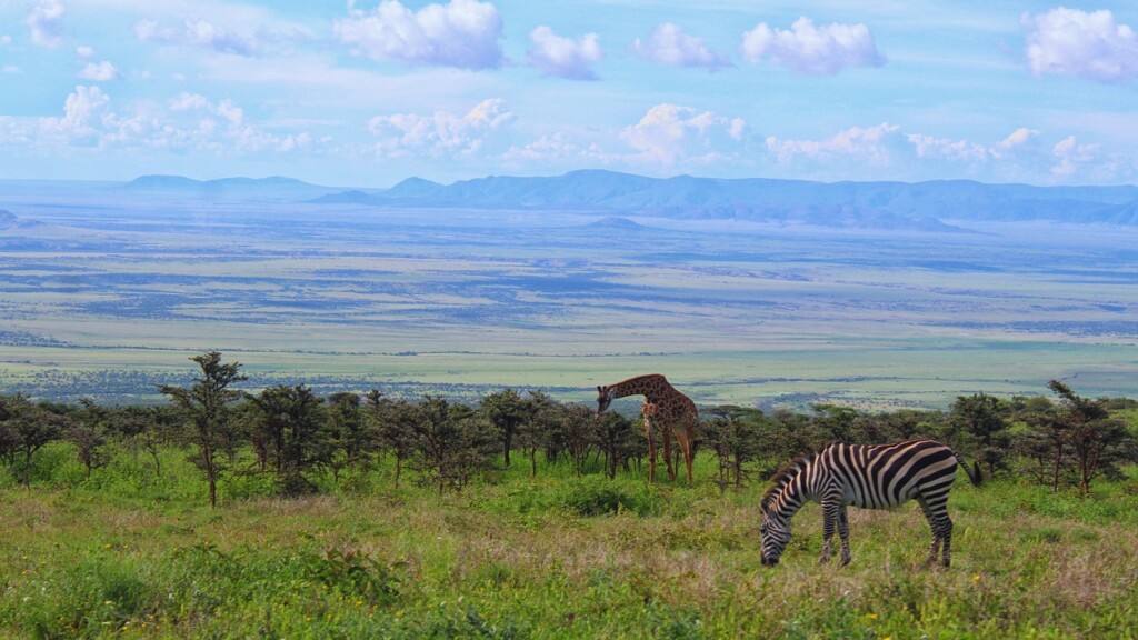 animal, mamífero, outdoor, grama, zebra, planta, vida selvagem, nuvem, céu, savana, Animal terrestre, campo, safári, árvore, em pé, Arbusto, pasto, Parque nacional, pradaria, montanha, estepe, pastar, paisagem, natureza