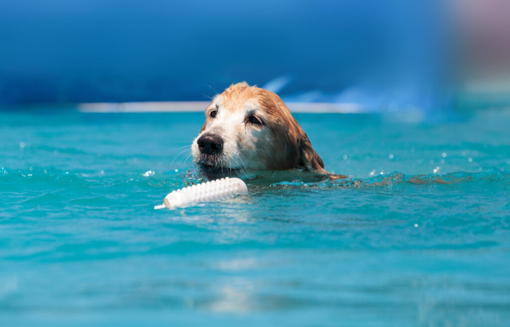 Destinos Pet Friendly para você curtir com o seu melhor amigo em São Paulo