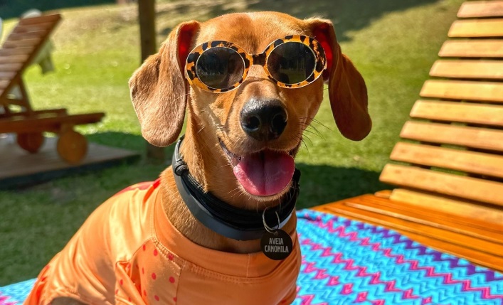 Hotéis pet-friendly em São Paulo com diárias a partir de R$ 159