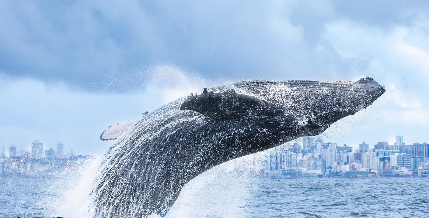 Passeio de observação de baleias em Porto Seguro - Vale a pena?