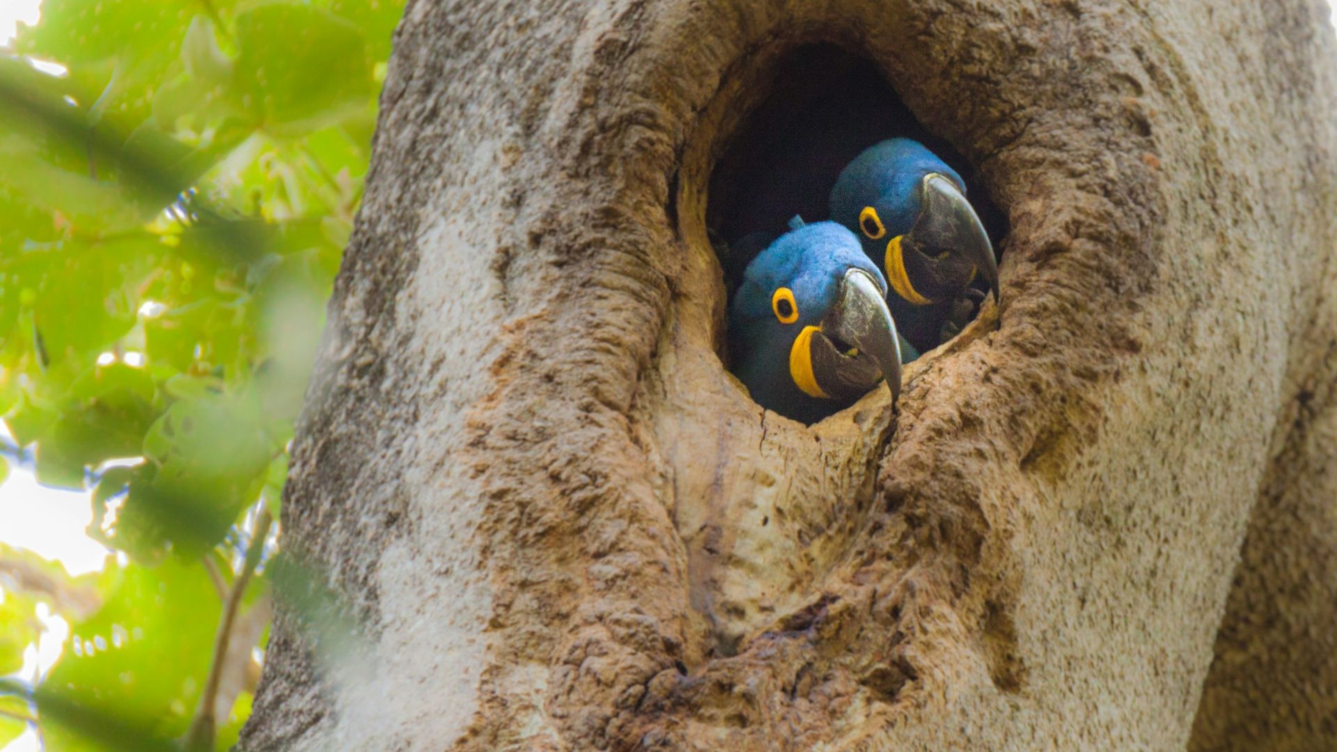 Turismo Sustentável – Como práticas de turismo podem salvar o Pantanal