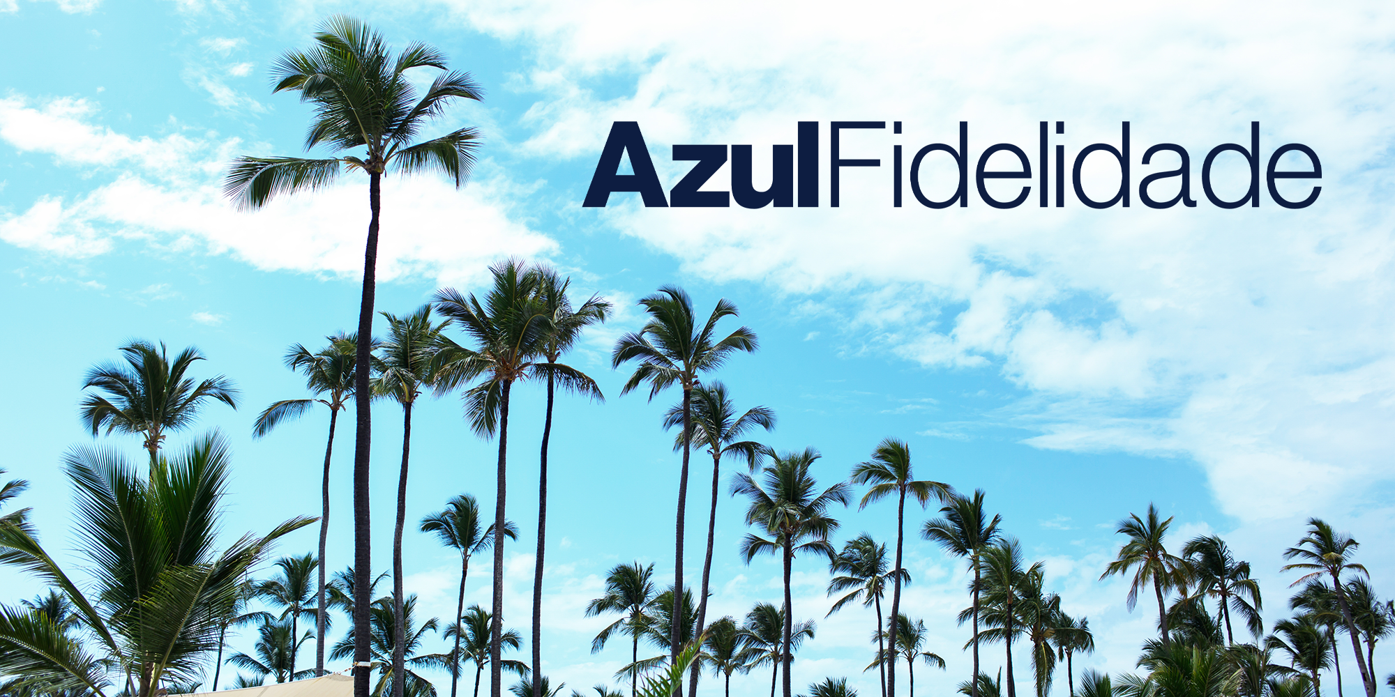 planta, céu, nuvem, árvore, palmeira, texto, palma, Arecales, outdoor, Babaçu, Pessegueiro, Roystonea, Tamareira, Palmeira-de-óleo, Sabal palmetto, Borassus flabellifer, Palm do deserto