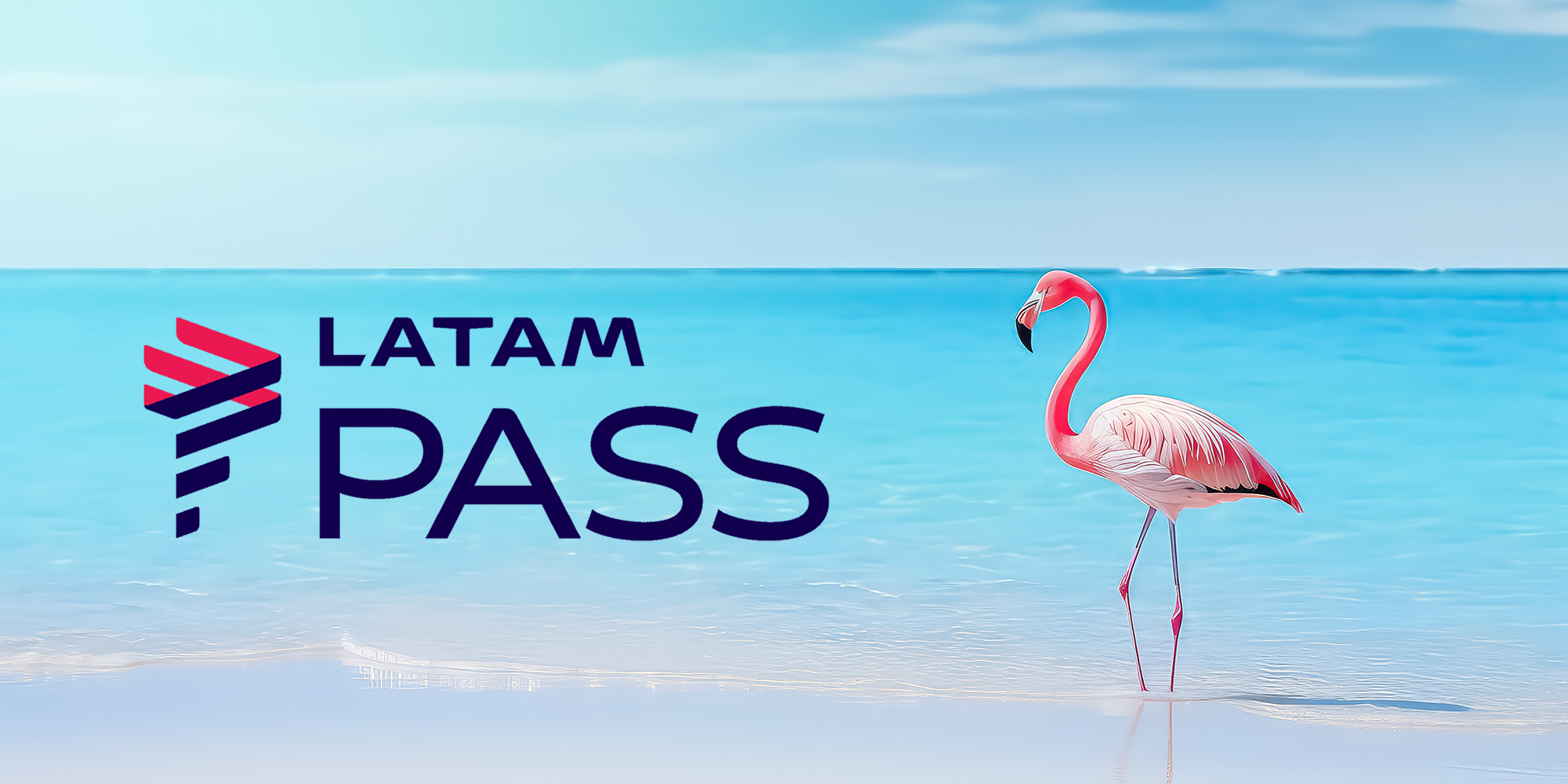 ave aquática, pássaro, animal, outdoor, água, céu, texto, praia, flamingo