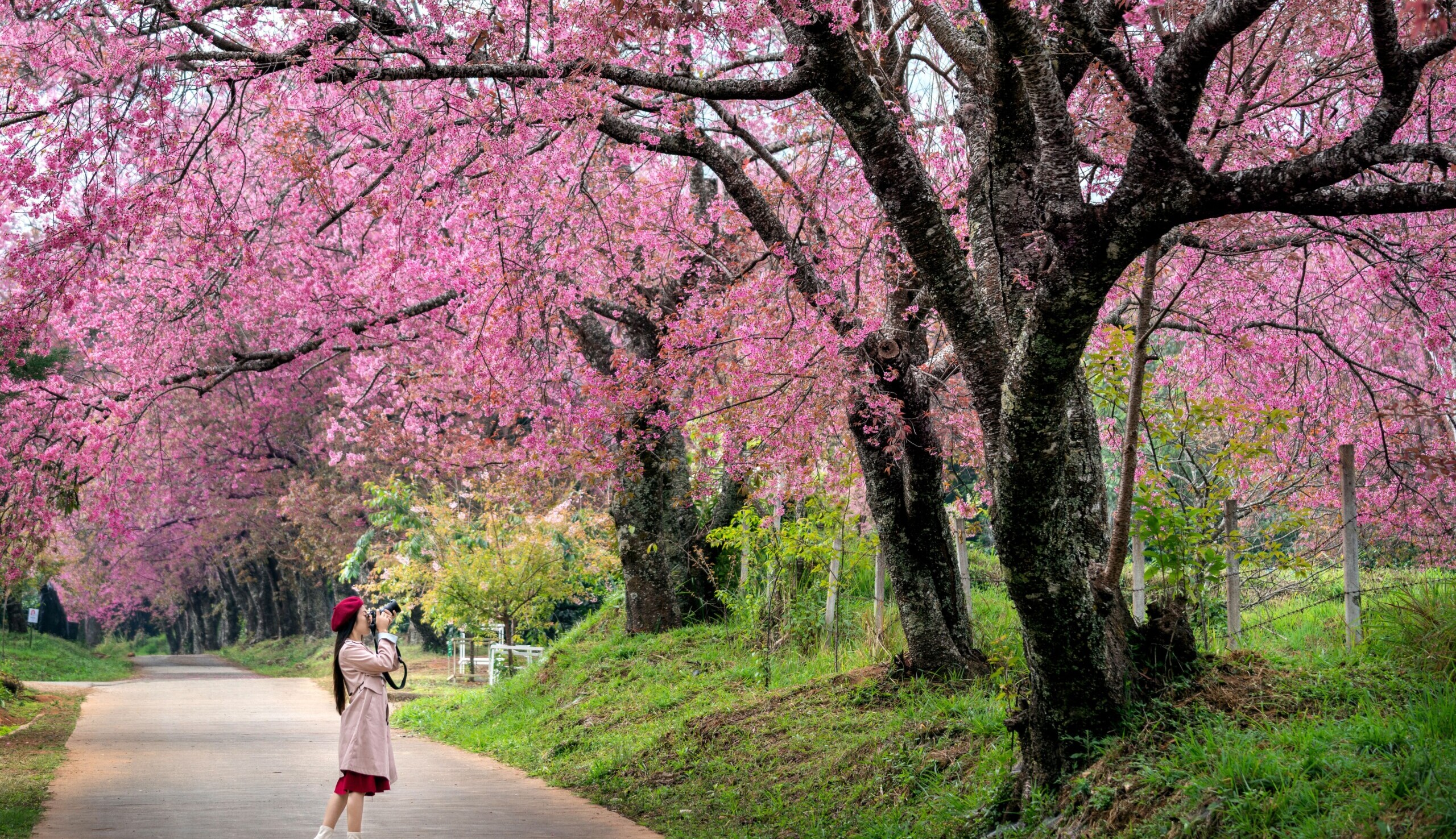 Vem aí o 28º Festival das Cerejeiras em São Roque
