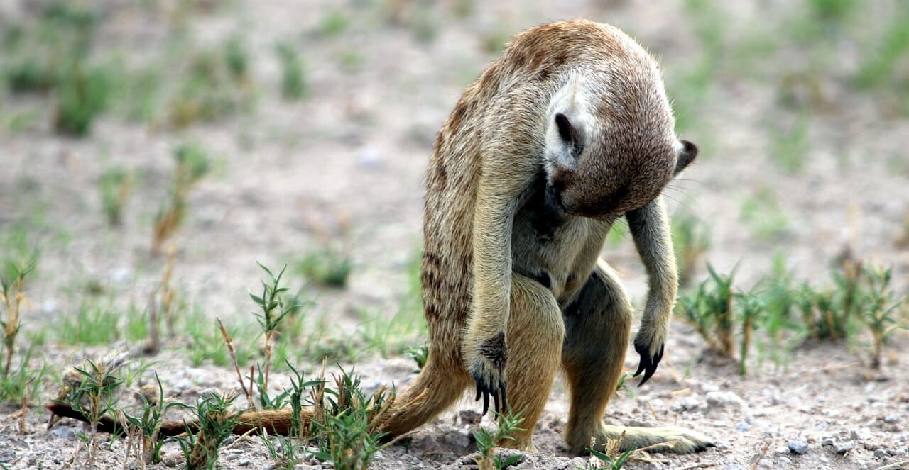 Semana do Milheiro Ressaca de Carnaval! Semana do Milheiro - 03 a 09 de março