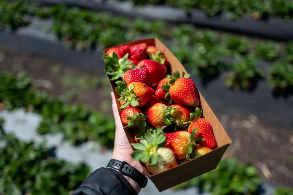 alimento, outdoor, Alimentos naturais, Morangos, morango, Morango alpino, Pseudofruto, Superfood, vegetais, frutas vermelhas, Alimento dietético, pessoa, fruta, planta