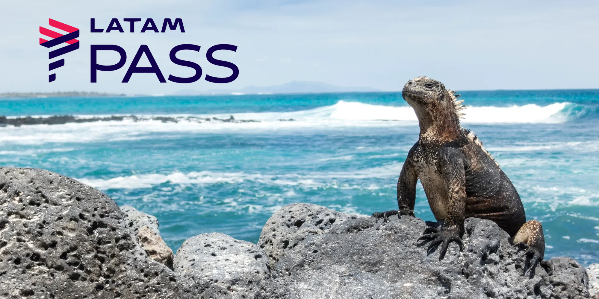 animal, outdoor, mamífero, réptil, rocha, Réptil com escamas, praia, água, lagarto, iguana, vida selvagem, oceano