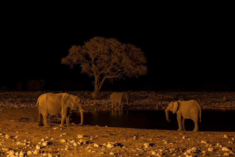 animal, mamífero, outdoor, árvore, vida selvagem, rebanho, safári, térreo, Animal terrestre, em pé, noite, elefante, campo, natureza, paisagem
