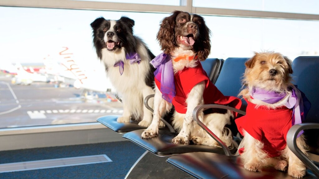 animal, Raça canina, animal de estimação, mamífero, cão, janela, sentar-se, interno