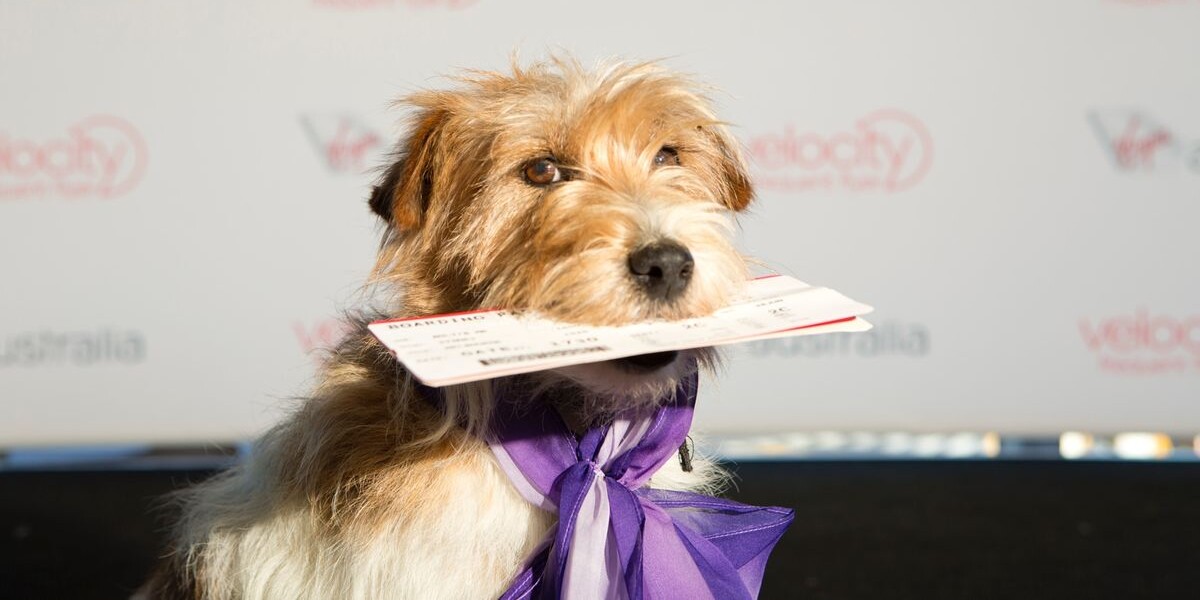 cães e gatos em voos