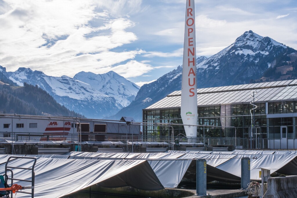 swiss caviar primeira classe