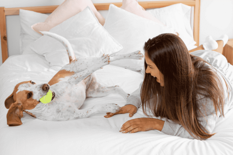 Viagem completa com seu pet! Hotéis pet-friendly em SP com diárias a partir de R$ 146