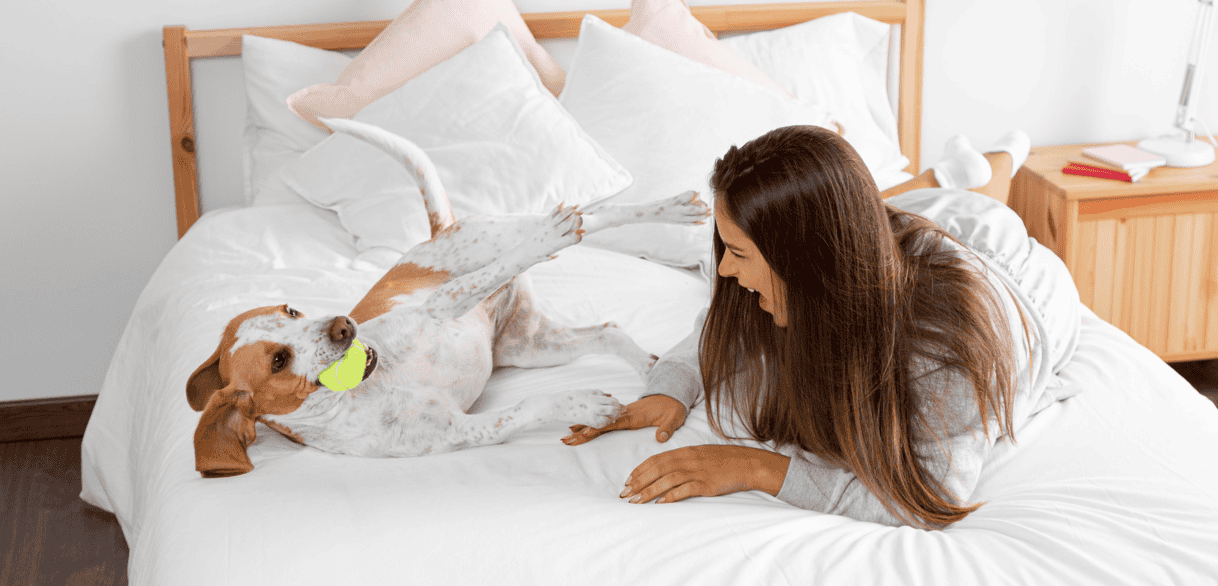 Viagem completa com seu pet! Hotéis pet-friendly em SP com diárias a partir de R$ 146