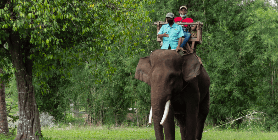 Nova regra na Indonésia proíbe passeios turísticos com elefantes