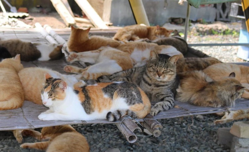 animal, mamífero, gato de estimação, Felidae, térreo, Gatos de porte pequeno e médio, outdoor, gato, colocação, Vibrissas, sentar-se, mentir