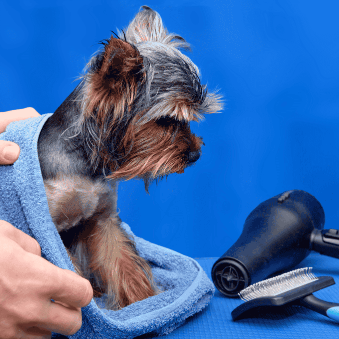 Primeiro em Londres: hotel inaugura salão de banho e tosa de luxo para pets