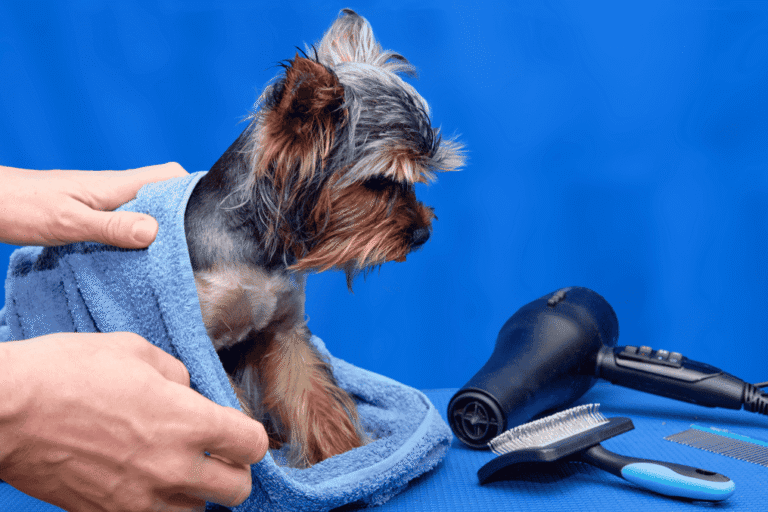 Primeiro em Londres: hotel inaugura salão de banho e tosa de luxo para pets