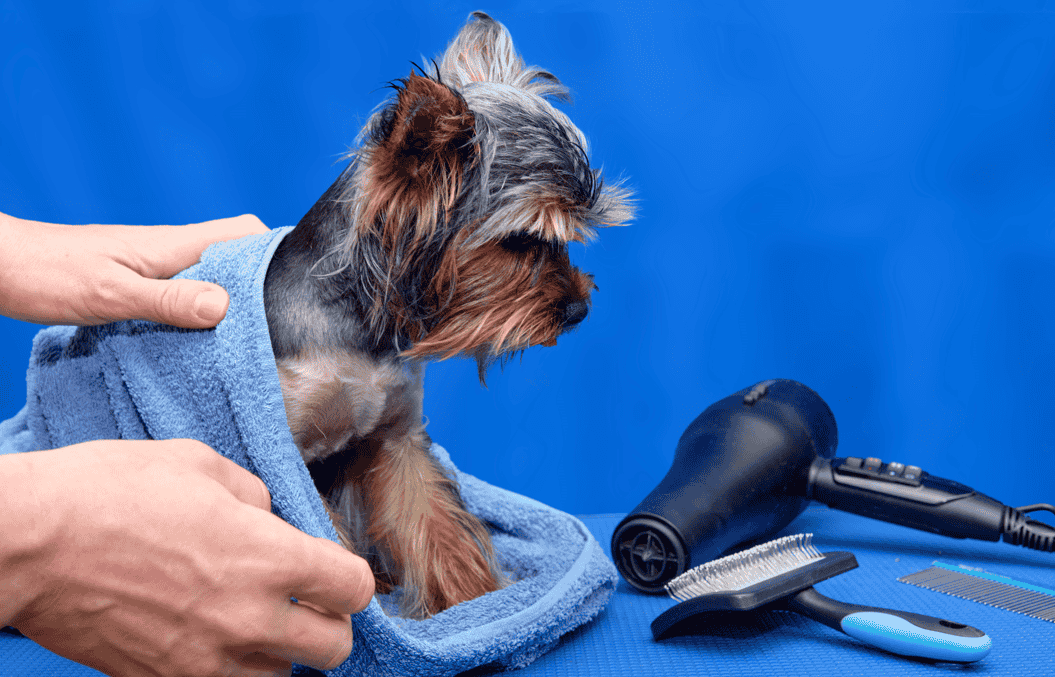 Primeiro em Londres: hotel inaugura salão de banho e tosa de luxo para pets