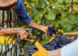 Vindima no Sul transforma vinícolas em atração turística para visitantes