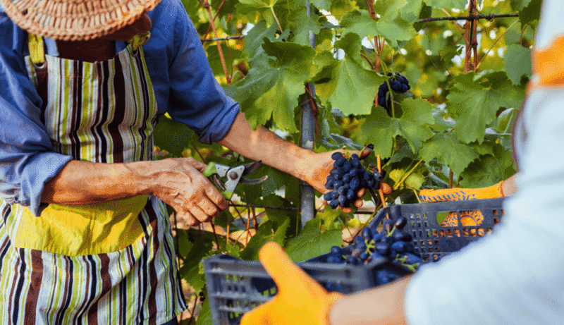 Vindima no Sul transforma vinícolas em atração turística para visitantes