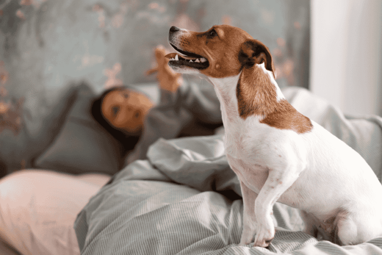 Nada de deixar o pet para trás! Veja hotéis pet-friendly em SP com diárias a partir de R$ 187