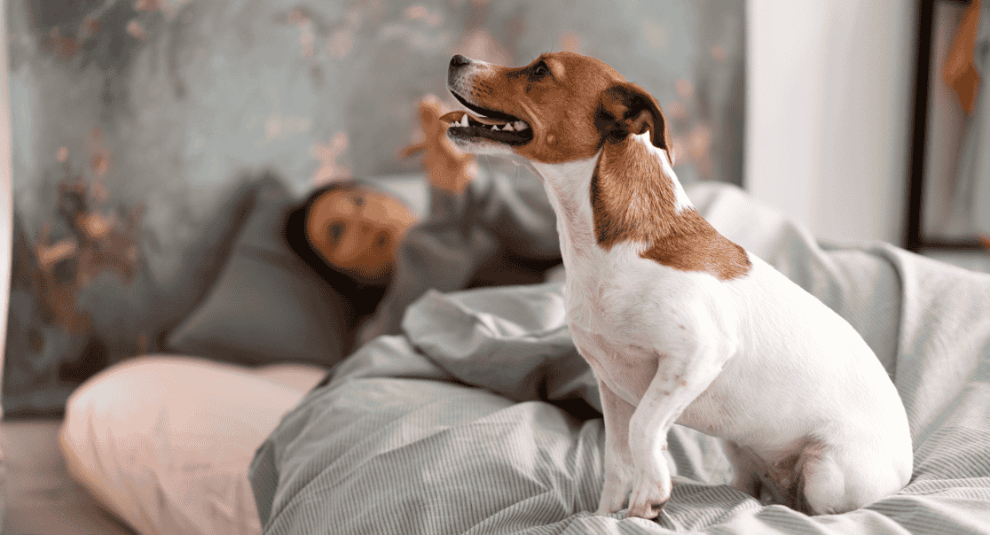 Nada de deixar o pet para trás! Veja hotéis pet-friendly em SP com diárias a partir de R$ 187